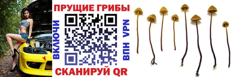 Купить закладки  Топки  Псилоцибиновые грибы мухоморы 